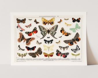 Premium Giclée Print of Butterfly and Moth Lithograph. Beautiful Vintage Art.
