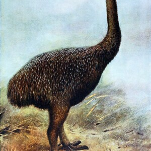 Upland Moa, Megalapteryx Didinus. Ausgestorbene Vögel Fine Art Print/Poster. (4931)