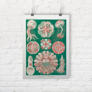 Ernst Haeckel: Sealife. Discomedusae, Jellyfish. Fine Art Print/Poster