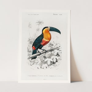 Premium Giclée Print of Toucan illustrated by Charles Dessalines D&#39; Orbigny. Vintage Bird Print.