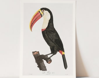 Premium Giclée Print of Toucan. Beautiful Vintage Bird Print.