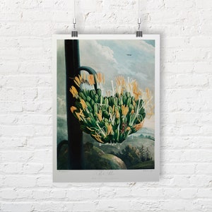 The Aloe by Robert John Thornton. Fine Art Print/Poster