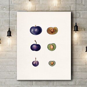 Premium Canvas Art Print of Blackthorn (Prunus Spinosa)