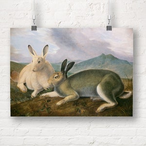 John James Audubon: Arctic Hare. Fine Art Print/Poster