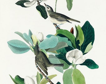 John James Audubon: Warbling Flycatcher from Birds of America (1827). Fine Art Print/Poster