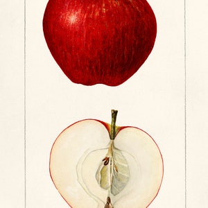 Apples (Malus Domestica) (1925) by Amanda Almira Newton. Fine Art Print/Poster