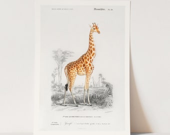 Premium Giclée Print of Giraffe. Beautiful Animal Print.