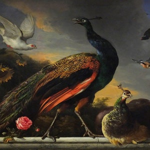 Melchior d&#39;Hondecoeter: Birds. Fine Art Print/Poster