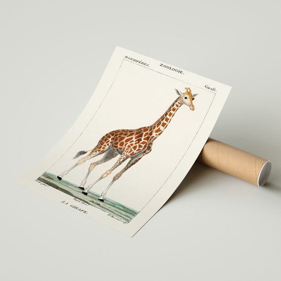 Giraffe camelopardalis Girafa. Fine Art Print poster Etsy