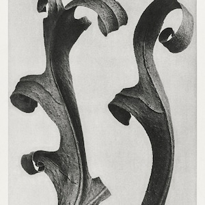 Silphium Laciniatum (Compass Plant) leaves enlarged 6 times from Urformen der Kunst (1928) by Karl Blossfeldt. Fine Art Print/Poster