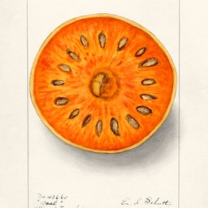 Peut inclure: Un gros plan d'une tranche de fruit orange séchée avec des graines. Le fruit est de couleur orange clair et a une surface légèrement texturée. Les graines sont brun foncé et sont disposées en cercle autour du centre du fruit. L'image est étiquetée "Basl" et "David Furchild. Daesung Serai. Terhoot, India." et "E. I. Schutt May 1 '99 15-09".