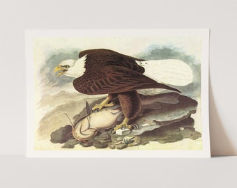 Premium Giclée Print of John James Audubon: Bald Eagle 2 . Beautiful Bird Art.