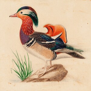Ferdinand von Wright: Mandarin Duck (Male). Fine Art Print/Poster. Home Decor, Modern Wall Art.