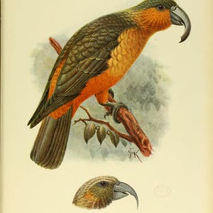 L'île Norfolk Kaka Nestor Productus. Espèces éteintes de grand perroquet. Fine Art Print/Poster. 4914 image 1