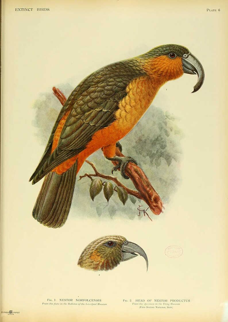 L'île Norfolk Kaka Nestor Productus. Espèces éteintes de grand perroquet. Fine Art Print/Poster. 4914 image 1