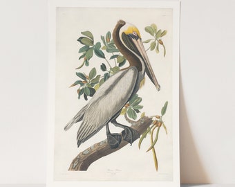 Premium Giclée Print of John James Audubon: Brown Pelican.