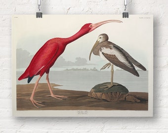 John James Audubon: Scarlet Ibis from Birds of America (1827). Fine Art Print/Poster