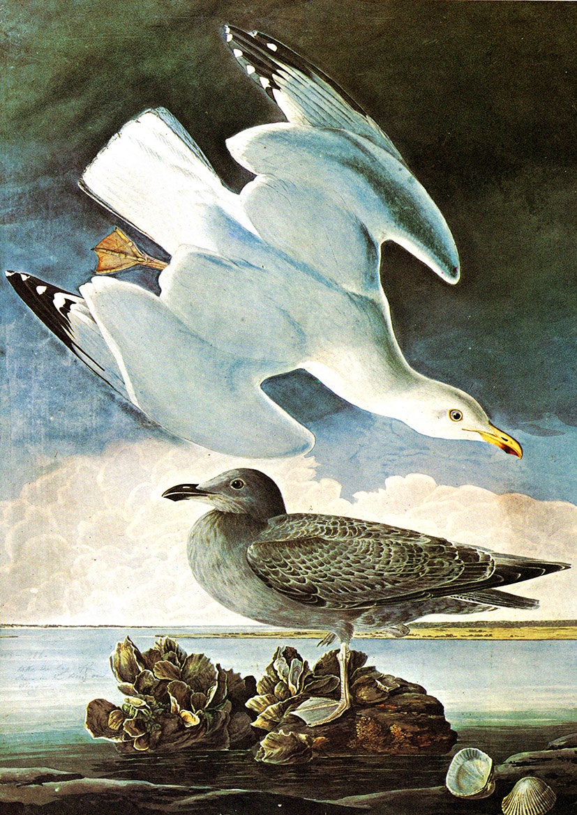 John James Audubon: Herring Gull and Black Duck. Fine Art Print/Poster