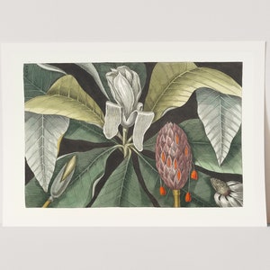 Premium Giclée Print of Umbrella Tree by Mark Catesby .Stunning Botanical Print.