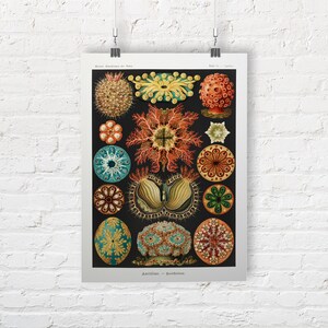 Ernst Haeckel: Sealife. Ascidiae. Fine Art Print/Poster