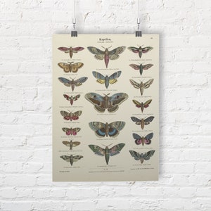 Butterflies by Ernst Fröhlich. Fine Art Print/Poster
