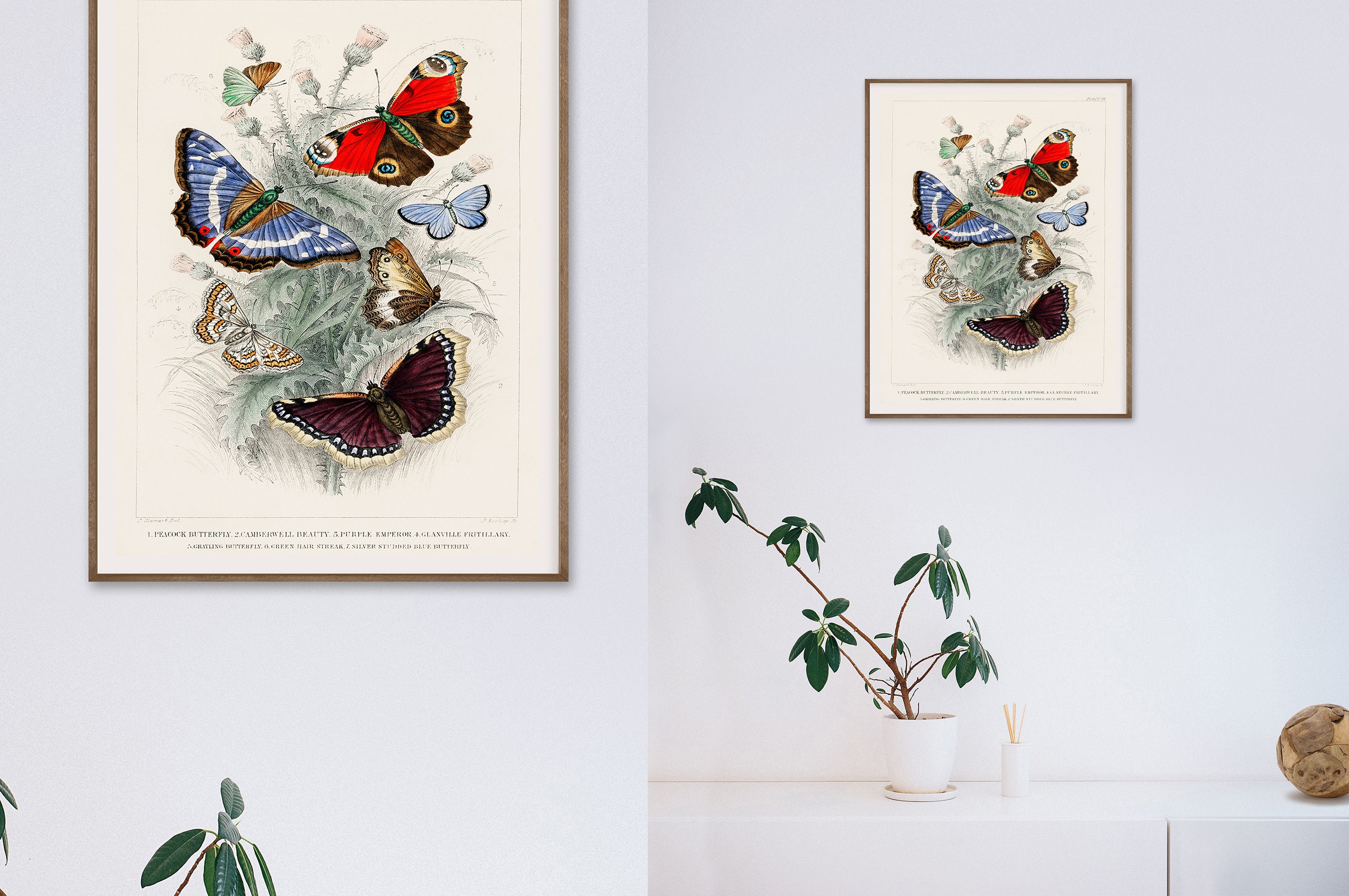 Premium Giclée Print of Butterfly Collection byOliver | Etsy
