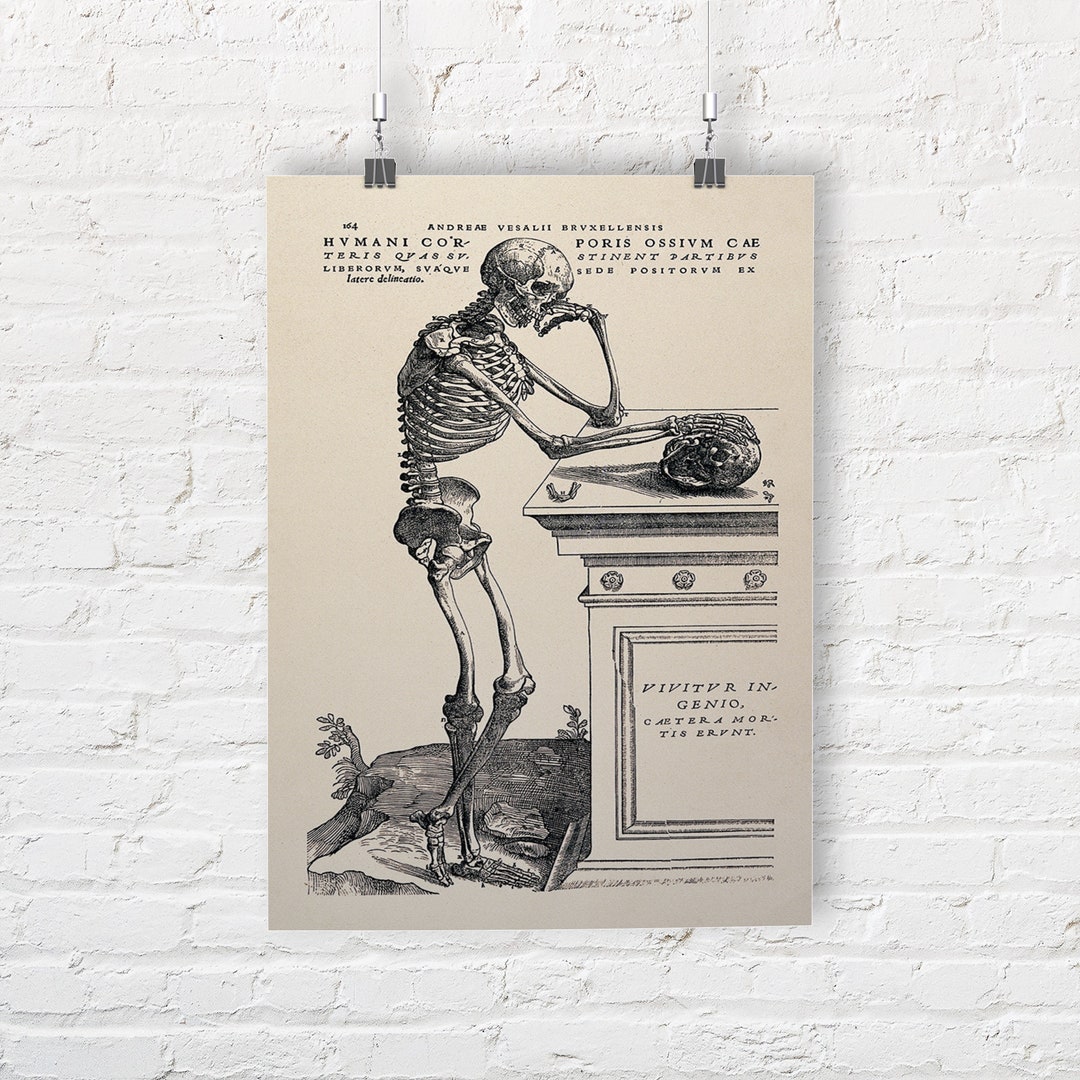 Andreas Vesalius: Human Anatomy Print "skeleton Contemplating a Skull ...