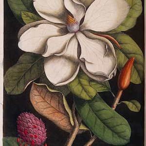 Mark Catesby: White Magnolia Blossom and its Seed Pod. Fine Art Print/Poster. (004751)