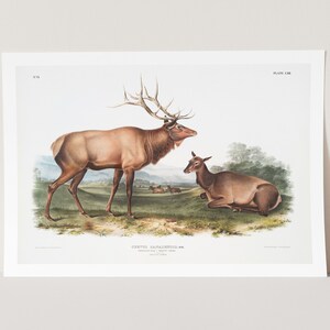 Premium Giclée Print of John Audubon: American Elk (Cervus Canadensis). Museum Quality Print of Famous Painting