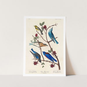 Premium Giclée Print of John James Audubon: Townsend&#39;s Warbler, Arctic Blue-bird & Western Blue-bird Museum Quality Print of Famous Painting