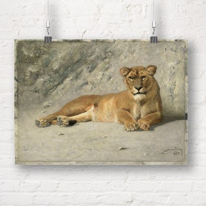 Lioness Resting, Jan van Essen. Fine Art Print/Poster
