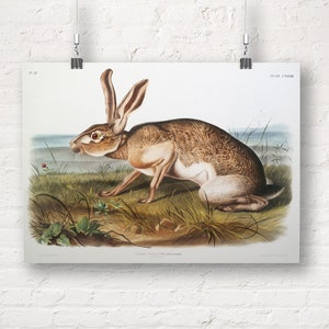 John Audubon: Texian Hare (Lepus Texianus) from the Viviparous Quadrupeds of North America (1845). Fine Art Print/Poster