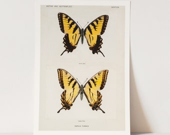 Premium Giclée Print of Eastern Tiger Swallowtail. Stunning Butterfly Art.