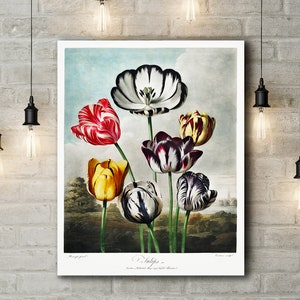 Botanical Canvas Art Print of Tulips from The Temple of Flora (Large Size 30 x 20 Inches)