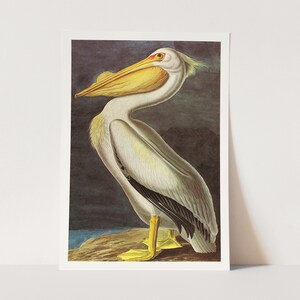 Premium Giclée Print of John James Audubon: White Pelican. Beautiful Bird Art.