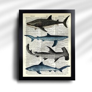 Juego de 6 impresiones de tiburón, póster vintage de tiburón, impresión vintage de tiburones, póster de especies de tiburón, arte de pared de tiburón, decoración de pared de tiburón, impresión antigua de tiburón 777 imagen 4