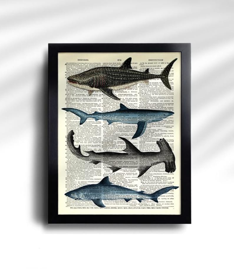 Juego de 6 impresiones de tiburón, póster vintage de tiburón, impresión vintage de tiburones, póster de especies de tiburón, arte de pared de tiburón, decoración de pared de tiburón, impresión antigua de tiburón 777 imagen 4