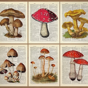 Mushroom Print Mushroom Decor Set of 6 Prints Mushroom Poster Mushroom Wall Art Botanical Wall Decor Vintage Mushroom themed prints Gift 785