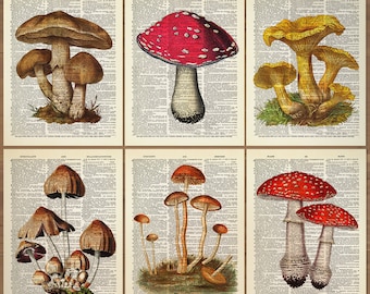 Mushroom Print Mushroom Decor Set of 6 Prints Mushroom Poster Mushroom Wall Art Botanical Wall Decor Vintage Mushroom themed prints Gift 785
