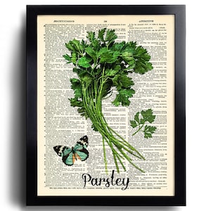 Peterselie print kookkruid print keuken kruiden print kruiden muur decor keuken decor antieke kruiden print kruid poster eetkamer decor 695