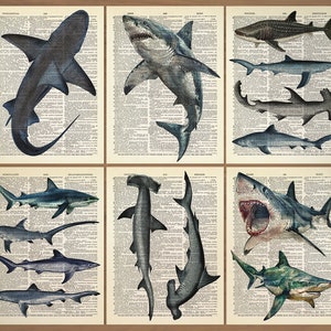 Shark Print set of 6 Vintage Shark Poster Vintage Sharks Print Shark Species Poster Shark Wall Art Shark Wall Decor Antique Shark print 777