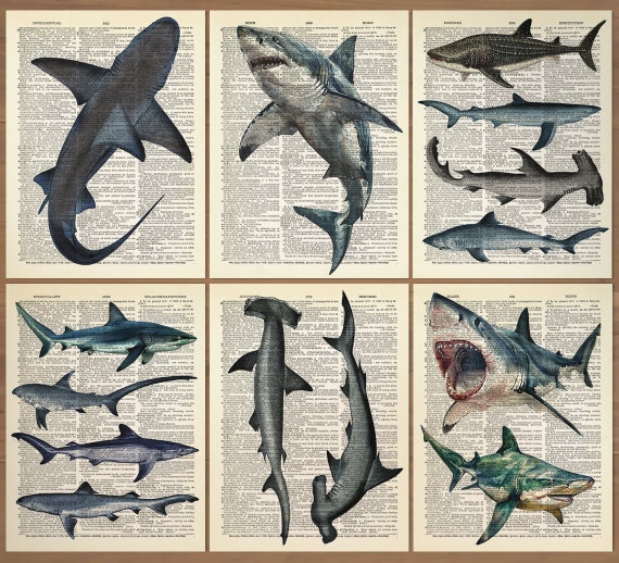 Shark Print set of 6 Vintage Shark Poster Vintage Sharks Print Shark Species Poster Shark Wall Art Shark Wall Decor Antique Shark print 777