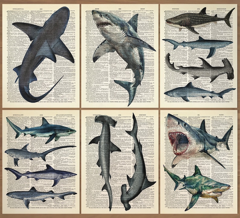 Puede incluir: Un collage de p&aacute;ginas de libros antiguos con ilustraciones de varias especies de tiburones, incluyendo un tibur&oacute;n martillo, un gran tibur&oacute;n blanco y un tibur&oacute;n tigre. Las ilustraciones son en blanco y negro y est&aacute;n rodeadas de texto.