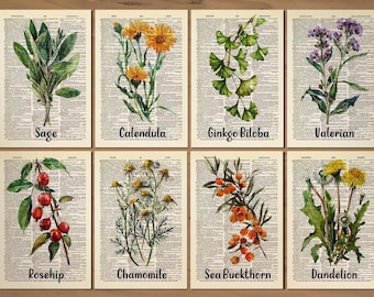 Medicinal Plants Herbs Print Set of 8 Prints Healing Flowers Art Medicinal Plants Poster Art Herbs Wall Decor Medicinal Healing Plants 0848