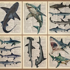 Hai Print 6er Set Vintage Hai Poster Haie Vintage Haie Poster Haiarten Poster Hai Wand Kunst Hai Wanddekor Antiker Hai Druck 0777