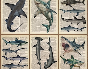 Shark Print set of 6 Vintage Shark Poster Vintage Sharks Print Shark Species Poster Shark Wall Art Shark Wall Decor Antique Shark print 0777