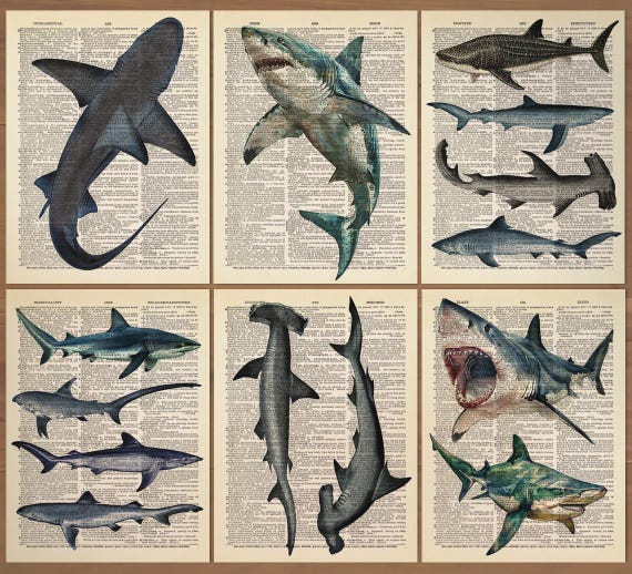 Shark Print set of 6 Vintage Shark Poster Vintage Sharks Print Shark Species Poster Shark Wall Art Shark Wall Decor Antique Shark print 0777