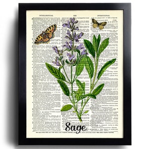 Puede incluir: Una p&aacute;gina de diccionario vintage con una ilustraci&oacute;n de salvia, una planta con flores moradas y hojas verdes. Dos mariposas est&aacute;n posadas en la p&aacute;gina. La palabra "Sage" est&aacute; impresa en letras grandes y negritas en la parte inferior de la p&aacute;gina.
