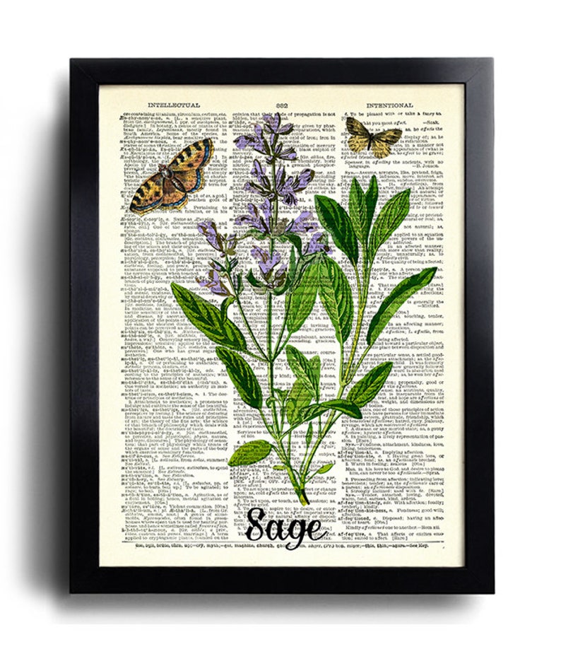 Puede incluir: Una p&aacute;gina de diccionario vintage con una ilustraci&oacute;n de salvia, una planta con flores moradas y hojas verdes. Dos mariposas est&aacute;n posadas en la p&aacute;gina. La palabra "Sage" est&aacute; impresa en letras grandes y negritas en la parte inferior de la p&aacute;gina.