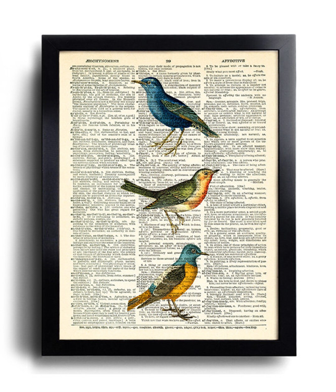 A Dictionary of BIRDS